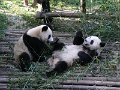 Pandas (020)